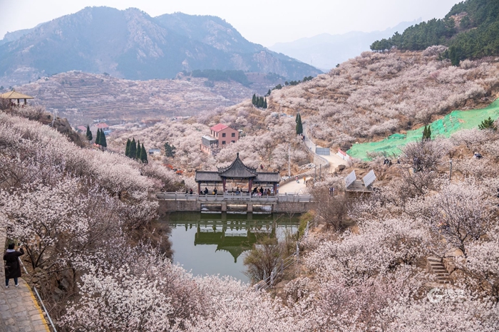 THANH ĐẢO - BỒNG LAI - YÊN ĐÀI (TN)
